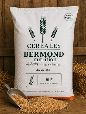 Voici un Blé alimentation volaille basse-cour céréale naturelle énergie nutrition poules canards élevage grains sélectionnés qualité professionnelle digestibilité croissance équilibre alimentaire