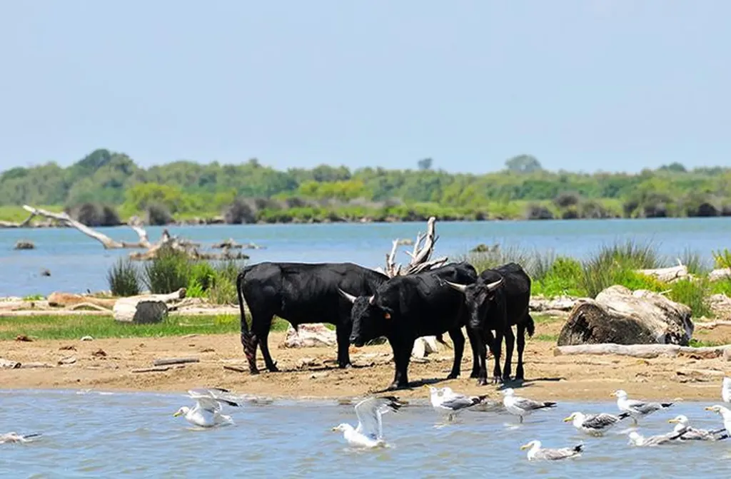 Découvrir les embouchures du petit Rhône EN 4X4 safari Camargue