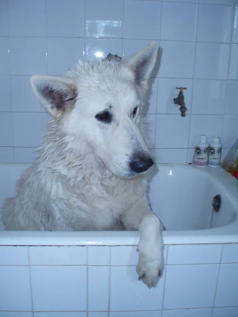 LAVAGE GRAND CHIEN