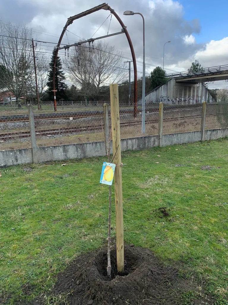 Choisir un professionnel pour la plantation d'arbres fruitiers à Ychoux