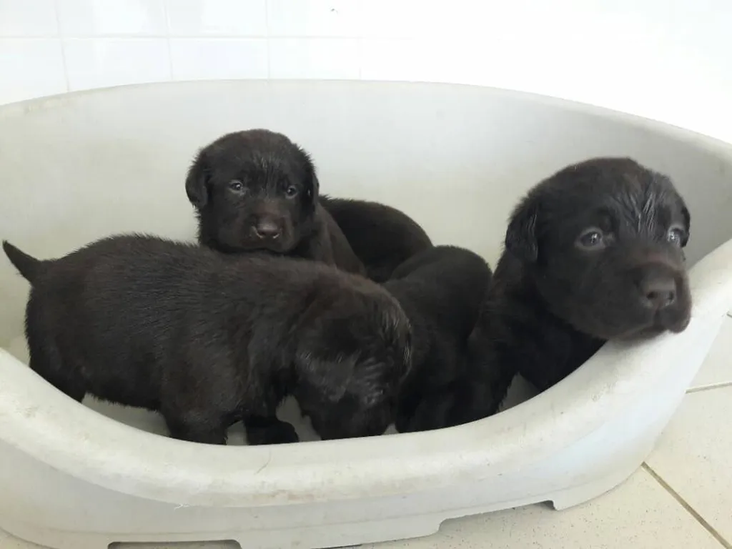 Chiots LABRADOR RETRIEVER portée de IBELIVE et GATSBY.