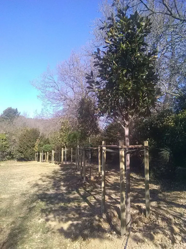 Plantation de haie Aix en Provence