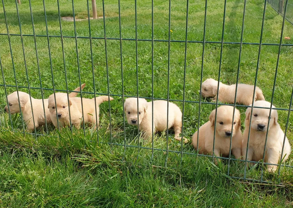 Chiens GOLDEN RETRIEVER à vendre à Avignon