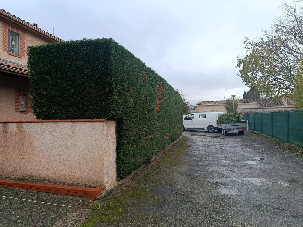 Taille de haie de thuyas à Toulouse St Simon, par les paysagistes de MAT'TAILLE 