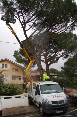 ELAGAGE DES ARBRES BASSIN D'ARCACHON
