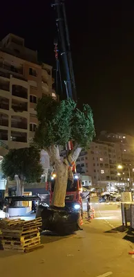 Plantation de Ficus à Monaco