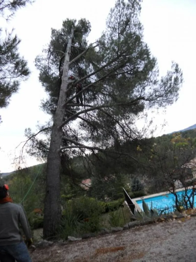 Abattage délicat d'arbre dangeureux par le paysagiste Romain Rouvier à Beaurecueil.
