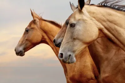 Livraison de foin pour hippodrome en Provence