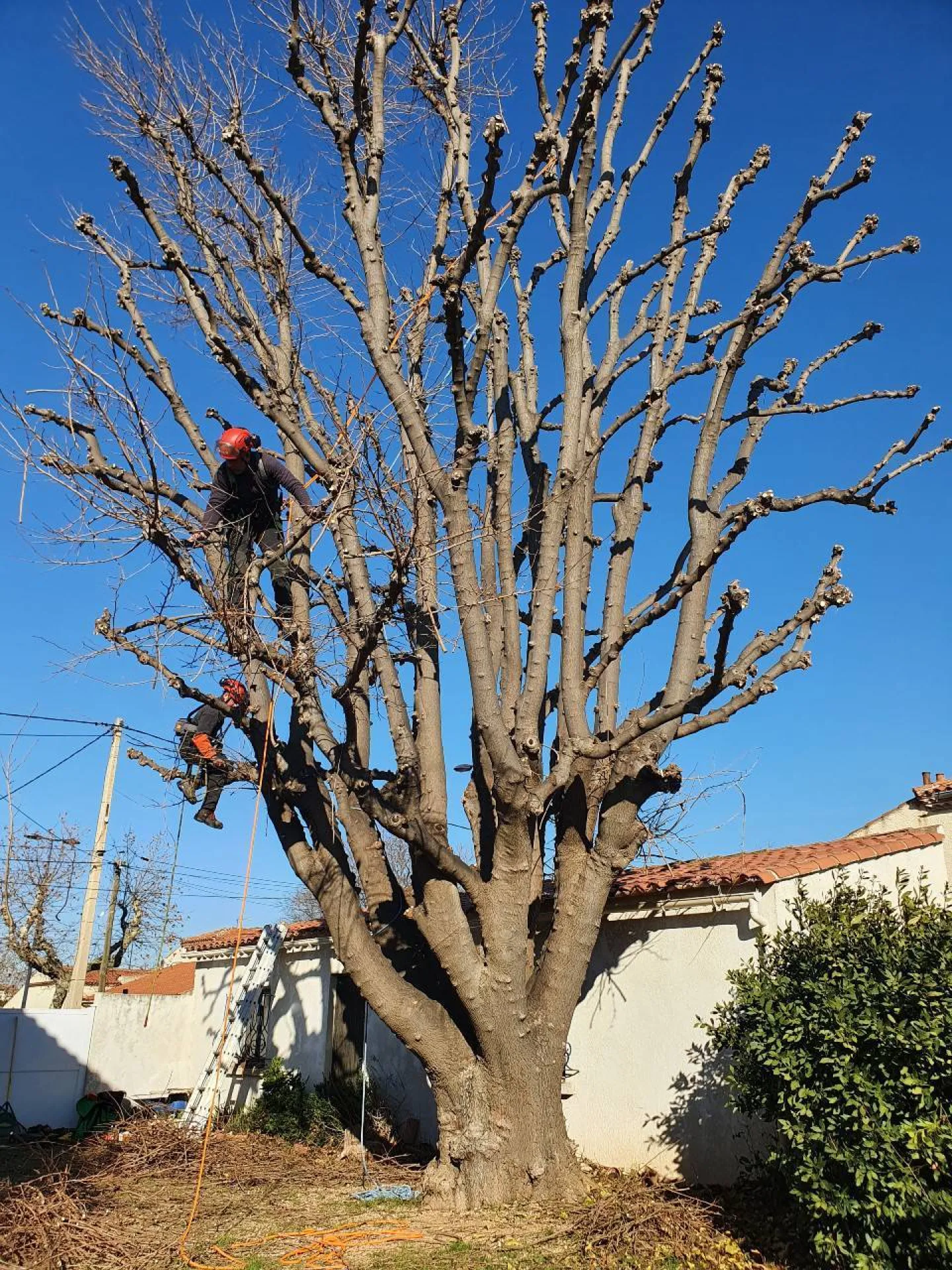 Comment tailler et entretenir des arbres et arbustes Cabriès Calas Comment tailler et entretenir des arbres et arbustes Cabriès Calas