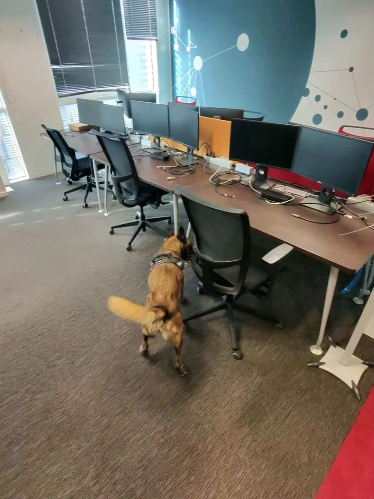 Intervention des chiens renifleurs de canem detect dans un open-space à Boulogne-Billancourt 