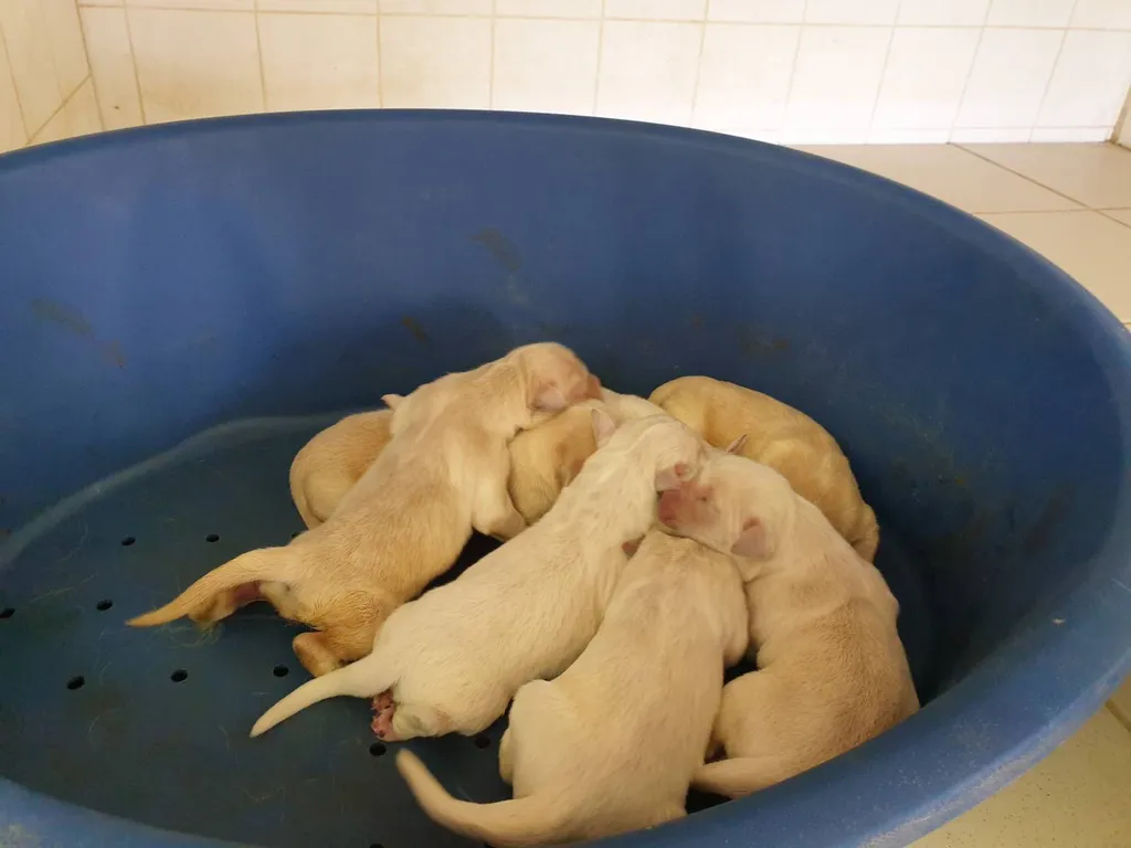 Chiots Golden de l'élevage du palais des papes au LOF