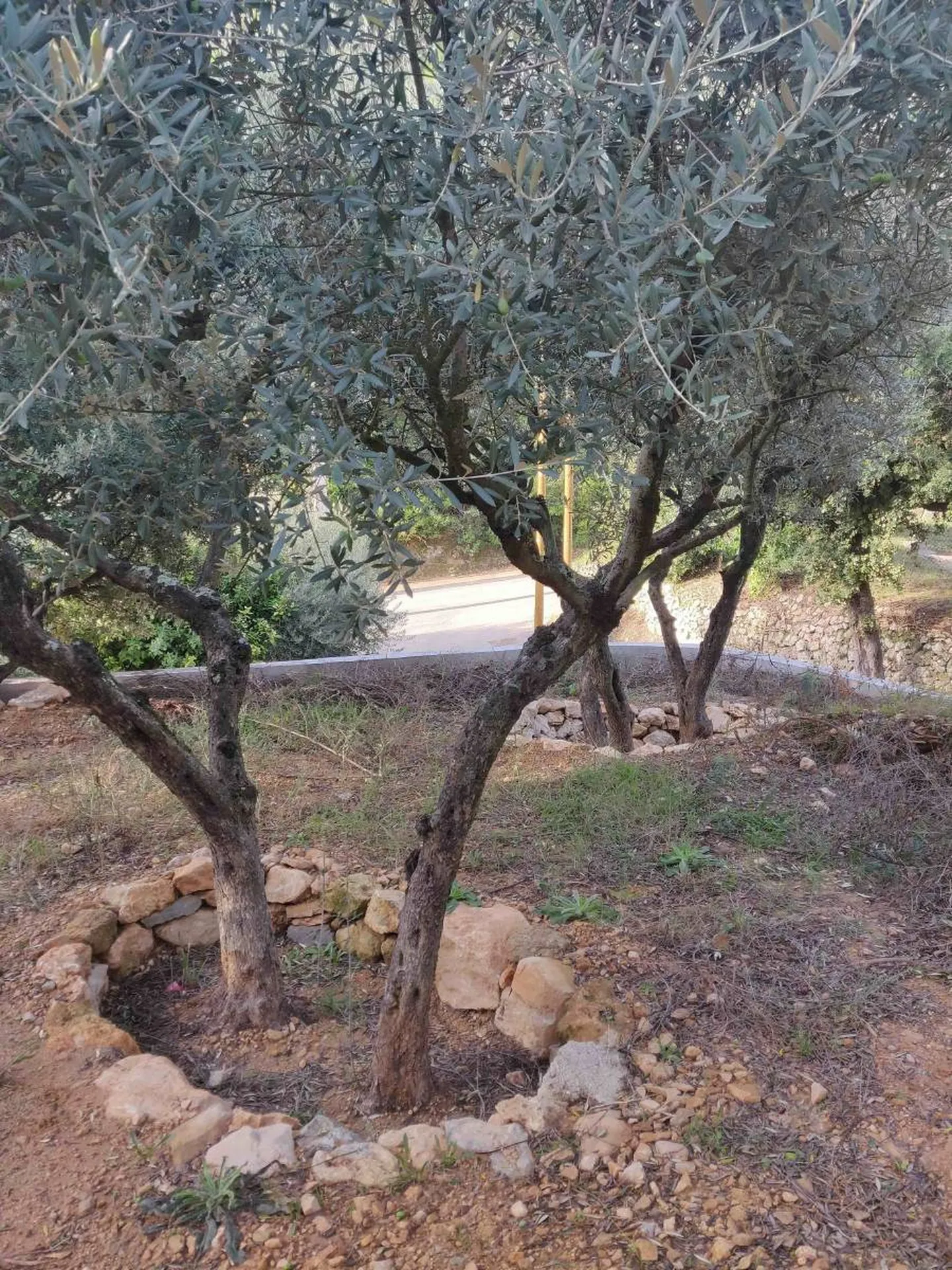 Aménagement de l'extérieur de maison sur la ciotat, pour trouver l'équilibre en zone végétalisé, terrasses ou piscine, par un architecte Paysagiste.