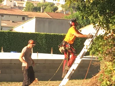 élagueurs grimpeurs pour l'abattage d'un arbre à Avignon