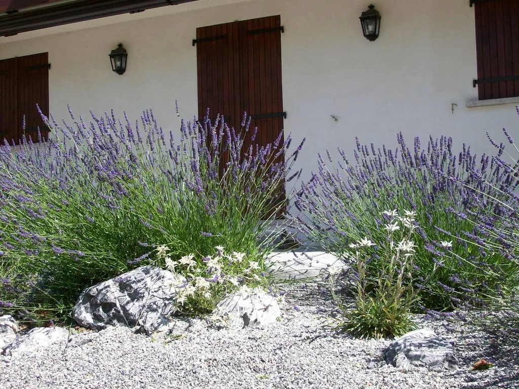 Taille de lavandes dans jardin privatif à Nice