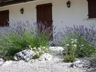Taille de lavandes dans jardin privatif à Nice