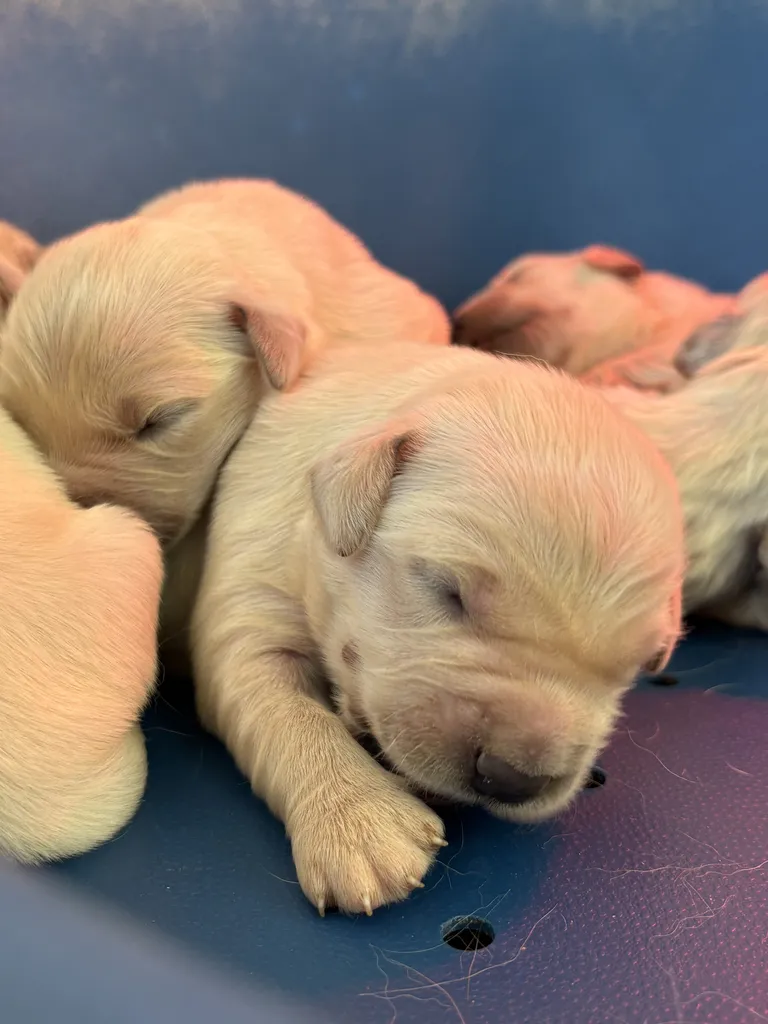Chiots Golden Retriever LOF à réserver – nés le 10 avril 2026 (Offa et Thao)