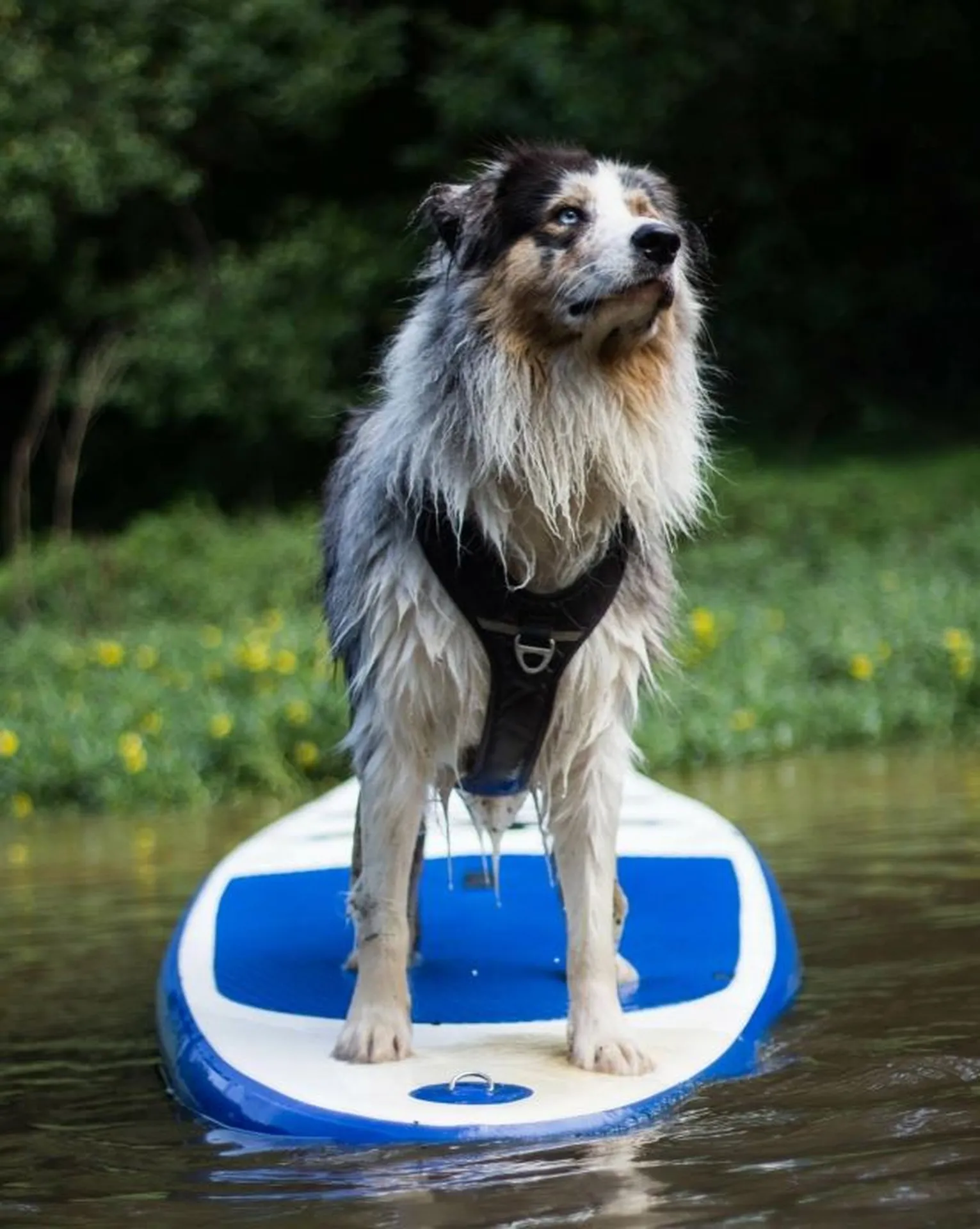 sport avec son chien bassin d'arcachon