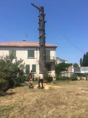 Abattage d’un cèdre bleu à Sorgues (84)