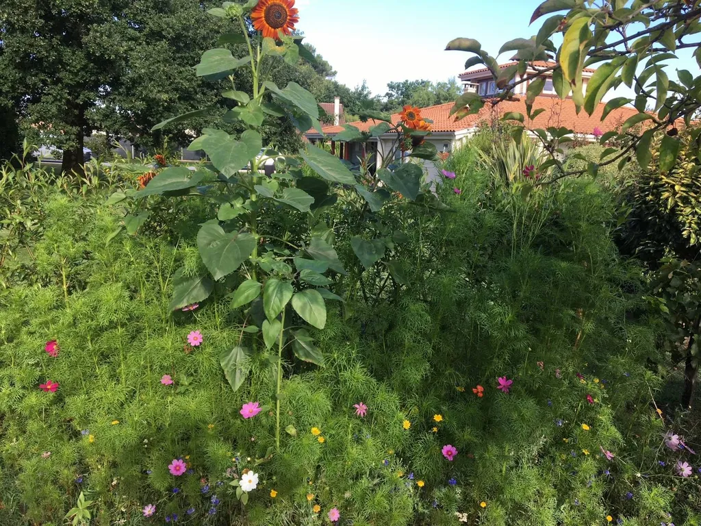 Création et entretien de prairie fleurie dans mon jardin situé dans les Landes et en Gironde