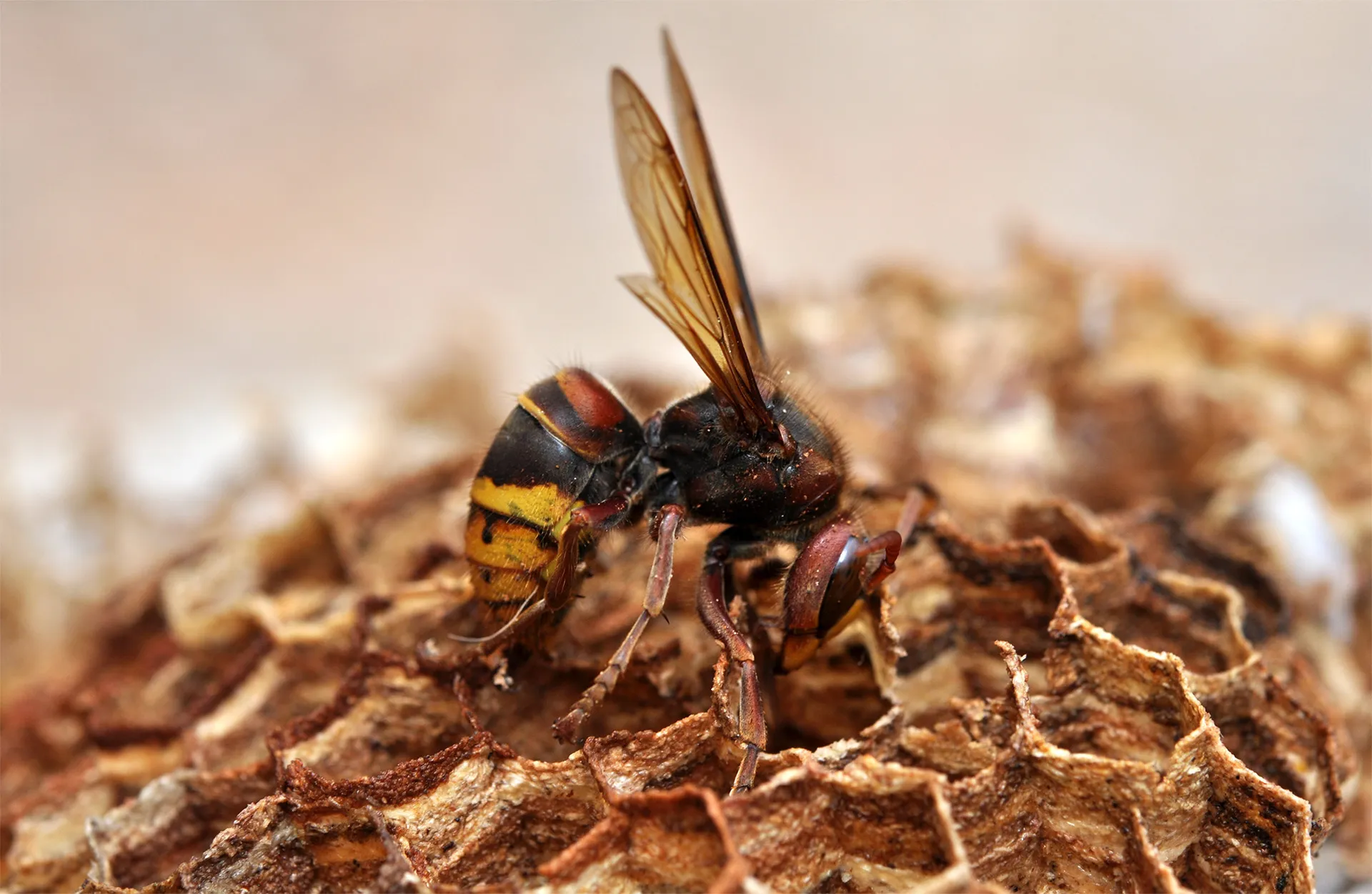Traitement anti-cafards unité d'Habitation de Firminy - Le Corbier