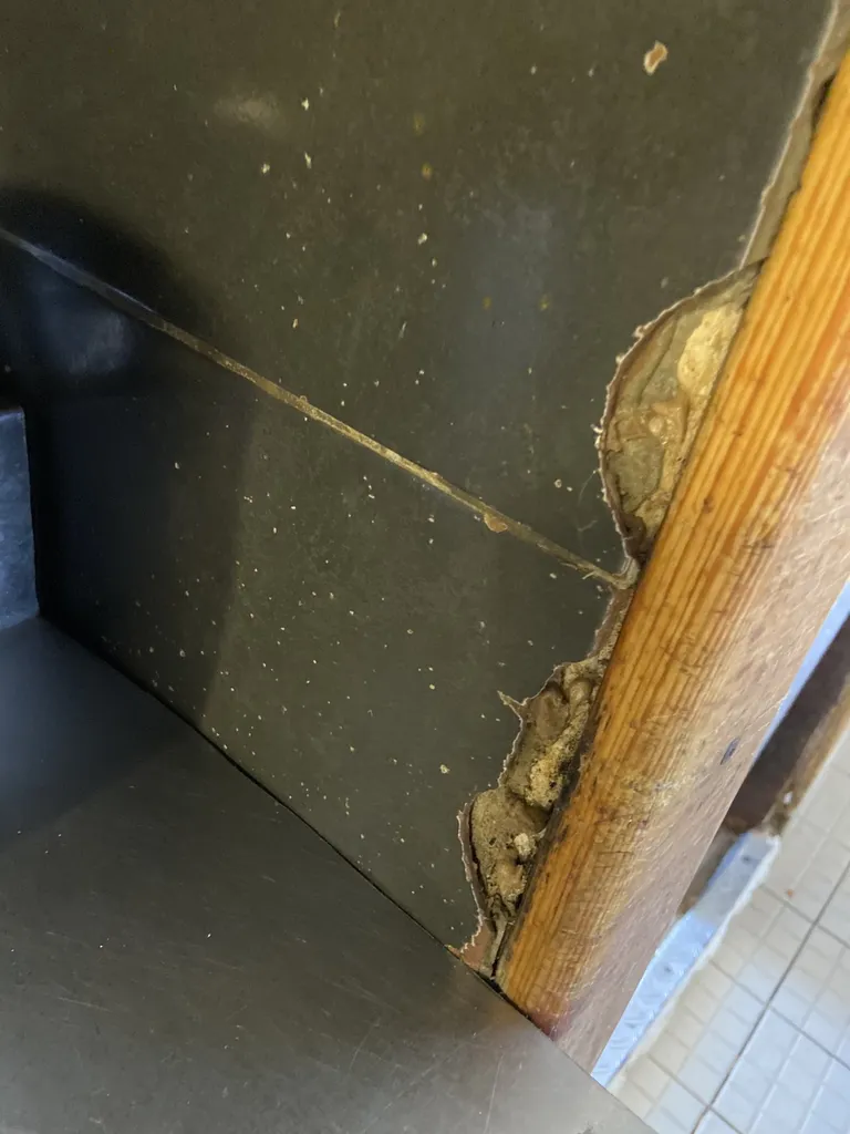 Infestation de cafards dans un restaurant de Marseille 13006 dans des canalisations