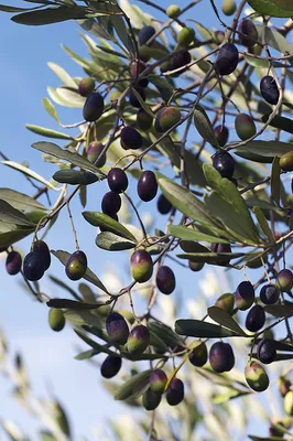 Chronique de la semaine 36 :  Olivier Cailletier, Les Olives de Nice