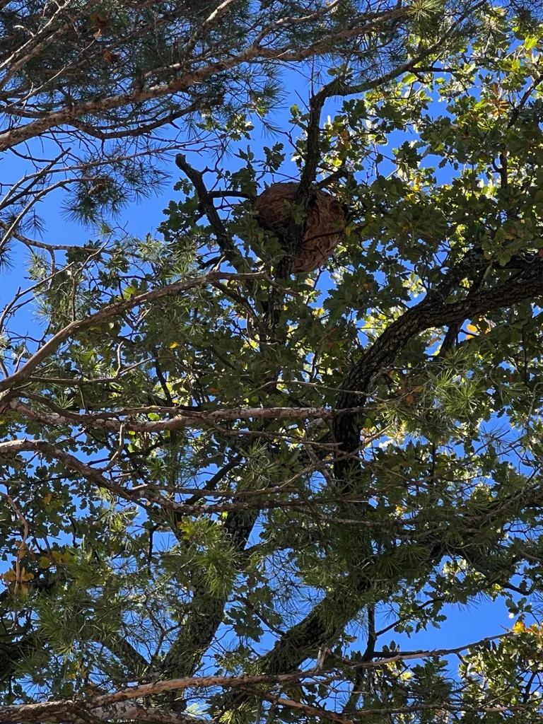 Destruction nid de frelons asiatiques à Martigues 13500 dans les Bouches-du-Rhône
