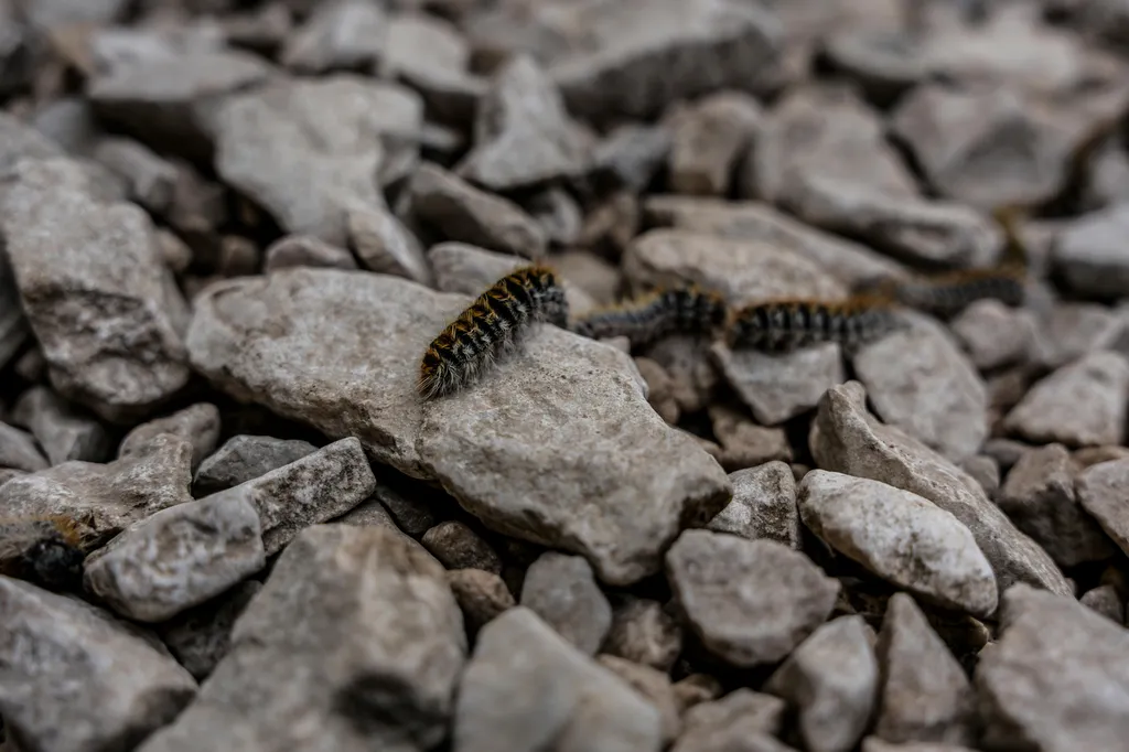 Ne prenez aucun risque face aux chenilles processionnaires. Cette photo illustre un danger sanitaire majeur pour vos extérieurs. En descendant de vos pins, ces nuisibles libèrent des milliers de poils microscopiques extrêmement urticants. Ils provoquent d