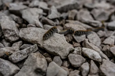 Ne prenez aucun risque face aux chenilles processionnaires. Cette photo illustre un danger sanitaire majeur pour vos extérieurs. En descendant de vos pins, ces nuisibles libèrent des milliers de poils microscopiques extrêmement urticants. Ils provoquent d