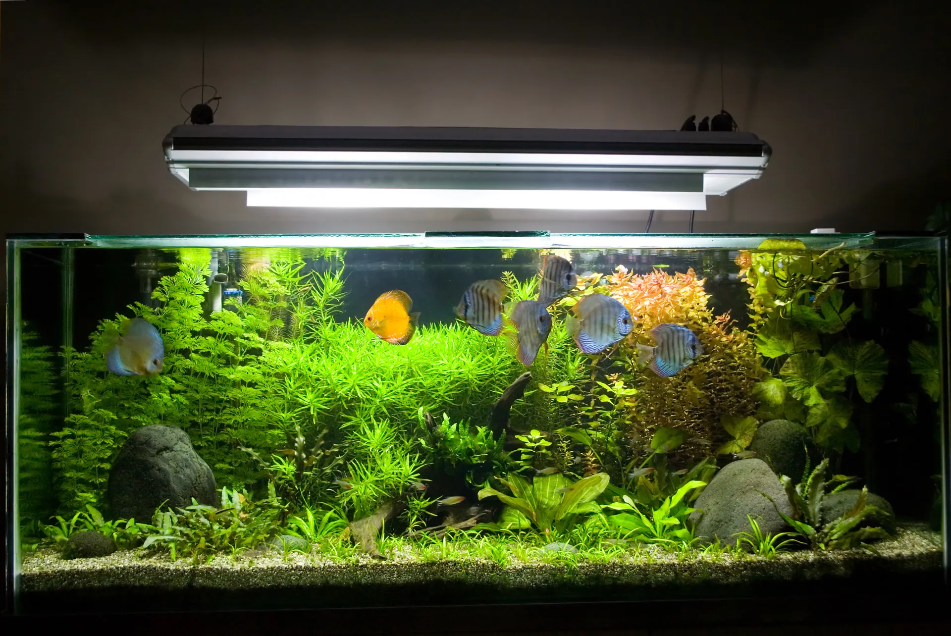 Quels critères pour choisir un aquarium en verre trempé pour poissons tropicaux à Villeurbanne 69100 dans le Rhône ?