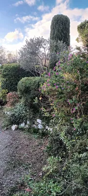 Taille d'un jardin à vaufreges 9ème à Marseille. 