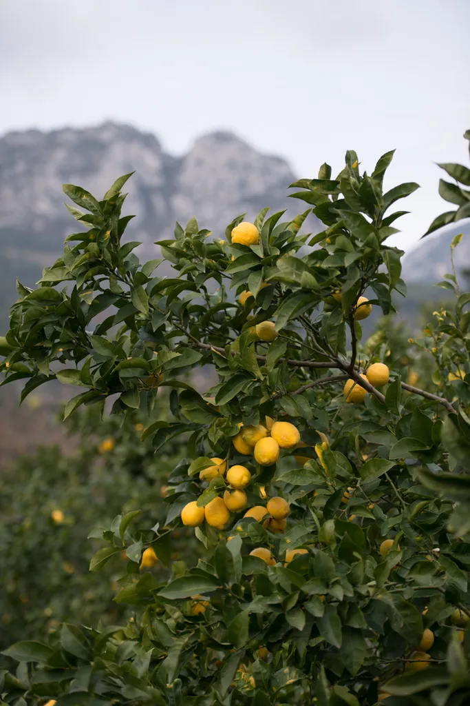 Trouver les spécialités Maison Gannac en épicerie fine près d’Aix-en-Provence : limoncello, confitures et produits du terroir disponibles Chez Ma Ferme à Éguilles