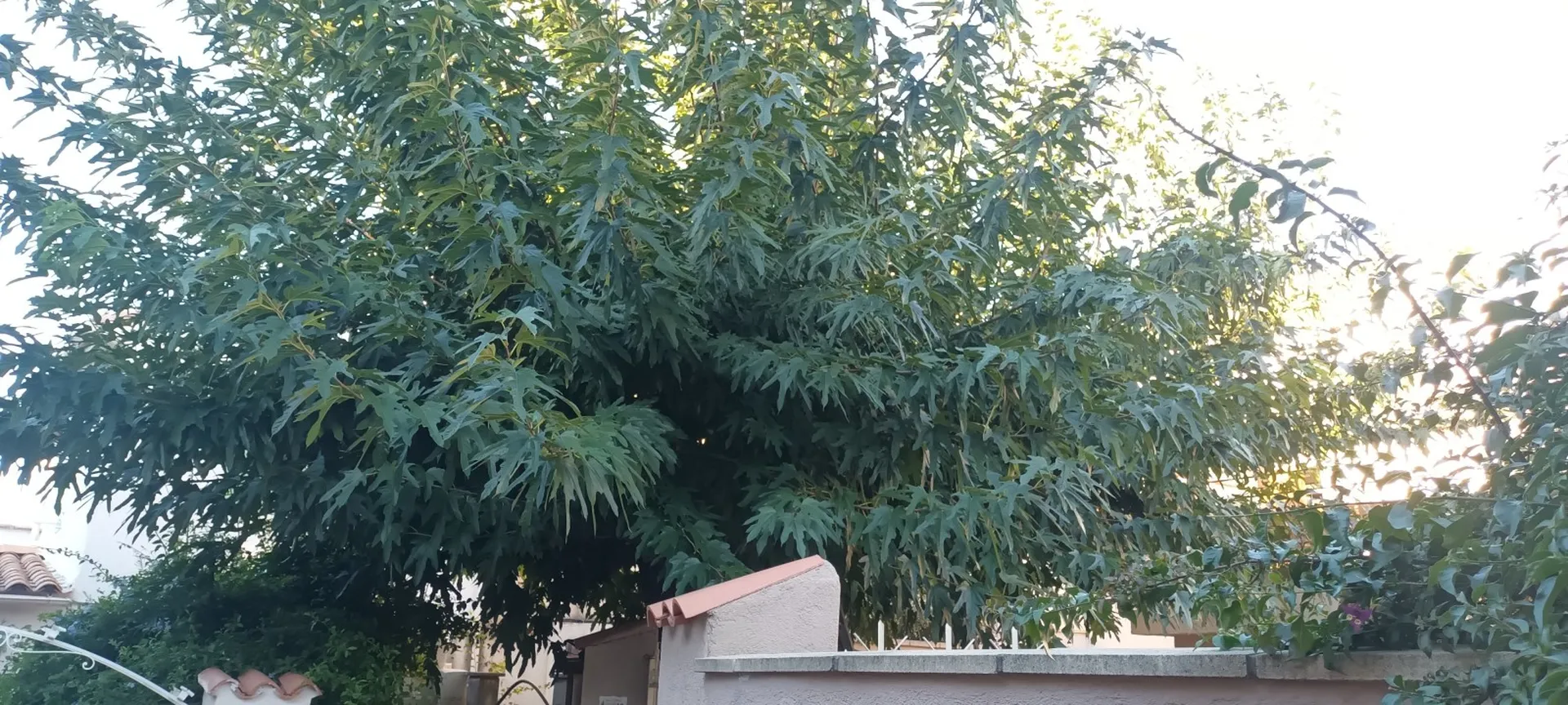 Élagage d'un mûrier platane à Marseille Mazargues 13009