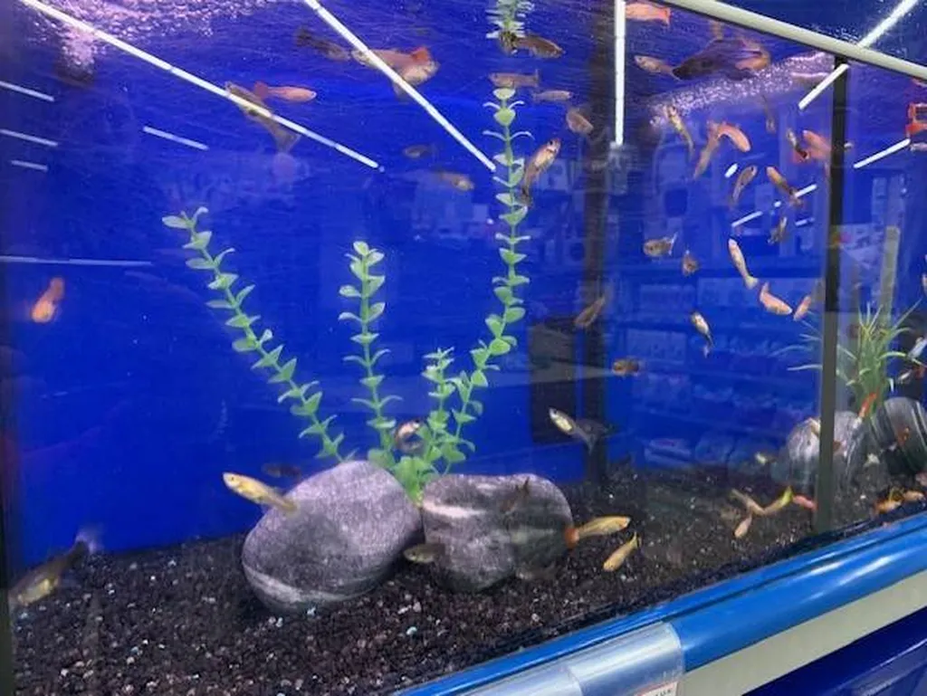 Acheter des poissons d'eau douce à proximité de Saint-Romain-de-Colbosc 76