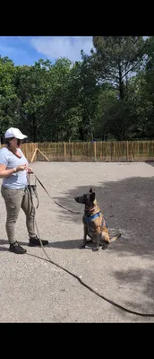 educateur canin Bordeaux /Bassind'Arcachon