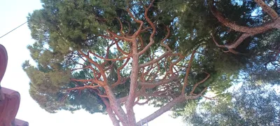 Élagage de pins dans le 8ème à la pointe rouge à Marseille. 