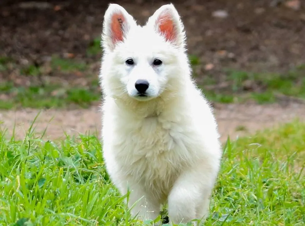 chiot berger 