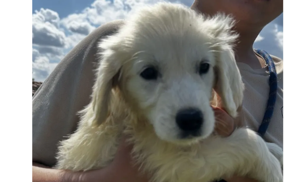 Chiots Golden Retriever LOF disponibles – portée née le 17 avril 2026
