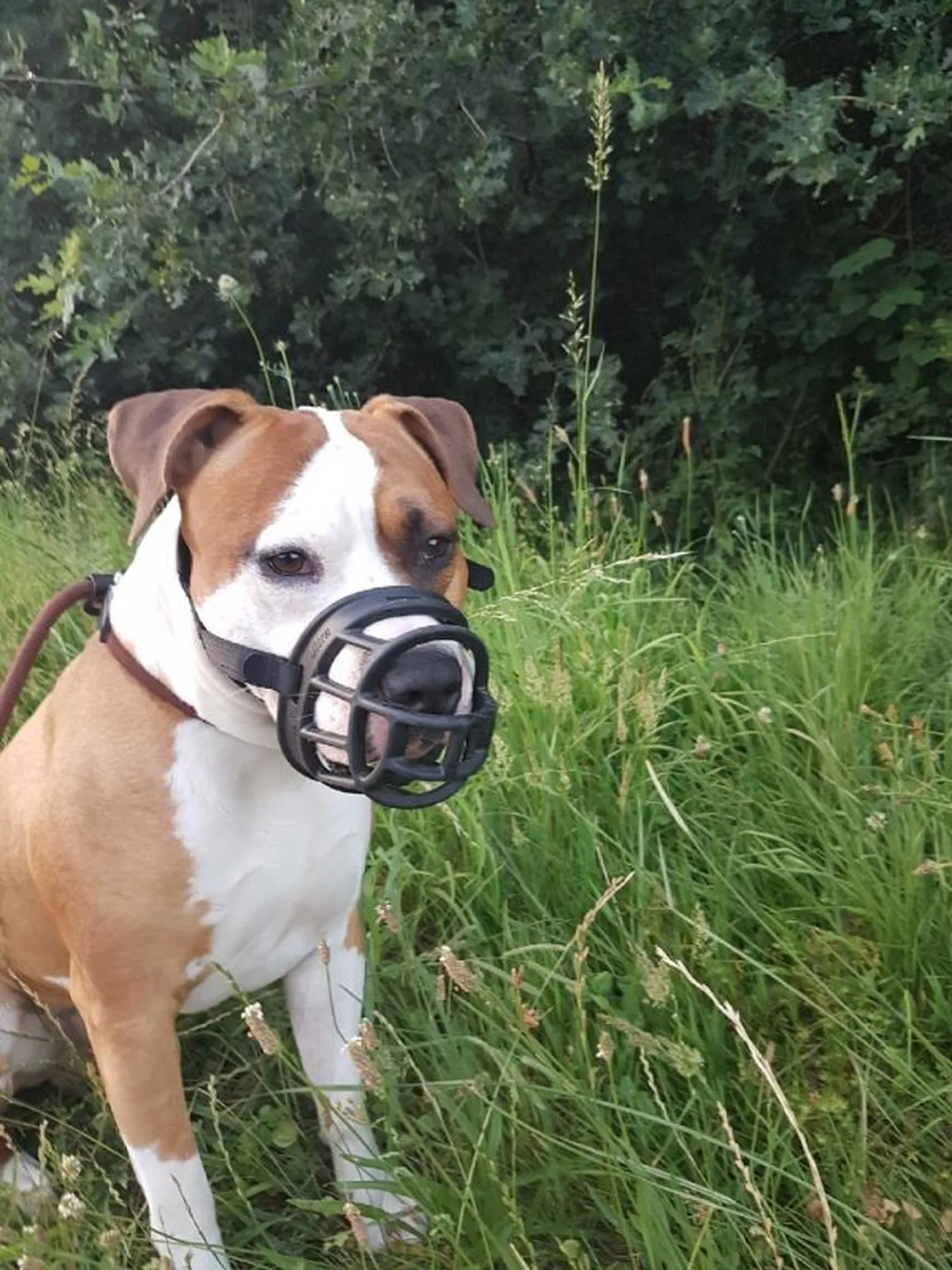 aptitude de chien de categorie 1 et 2 dans le 33