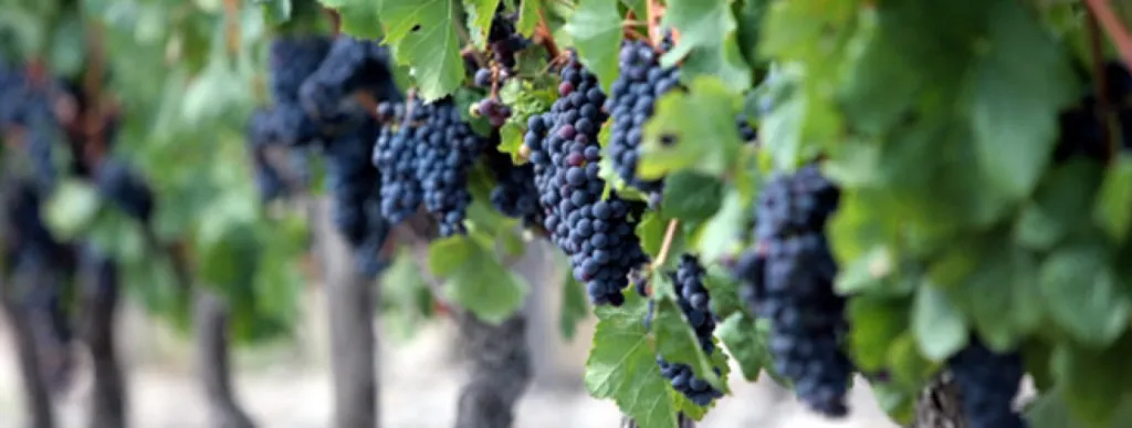 carboglace vendanges