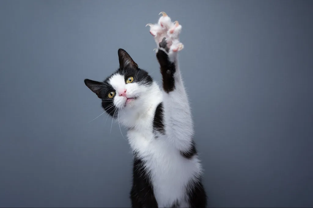 Valérie Guillet accompagne les problématiques de griffades chez le chat à Paris, grâce à la constellation animale intuitive.