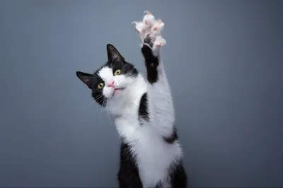 Valérie Guillet accompagne les problématiques de griffades chez le chat à Paris, grâce à la constellation animale intuitive.