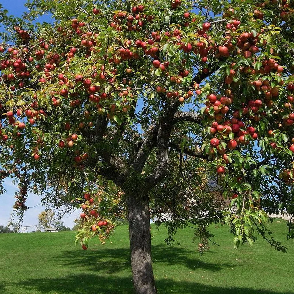 Notre zone d'activité pour ce serviceTarifs prestations d'élagage d'arbres