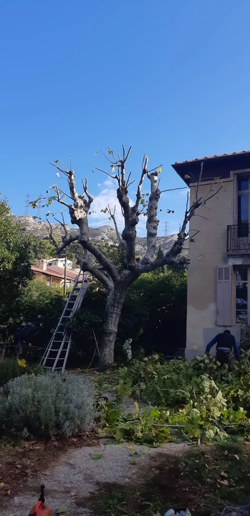 Elagage d'un platane à Marseille Montolivet