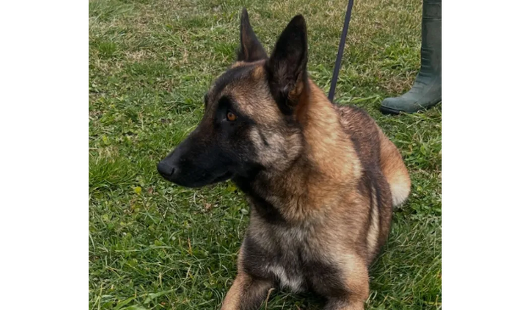 Femelle malinois adulte