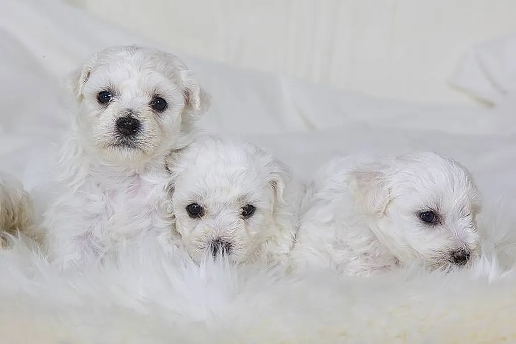 Chiots BICHON FRISE LOF PACA