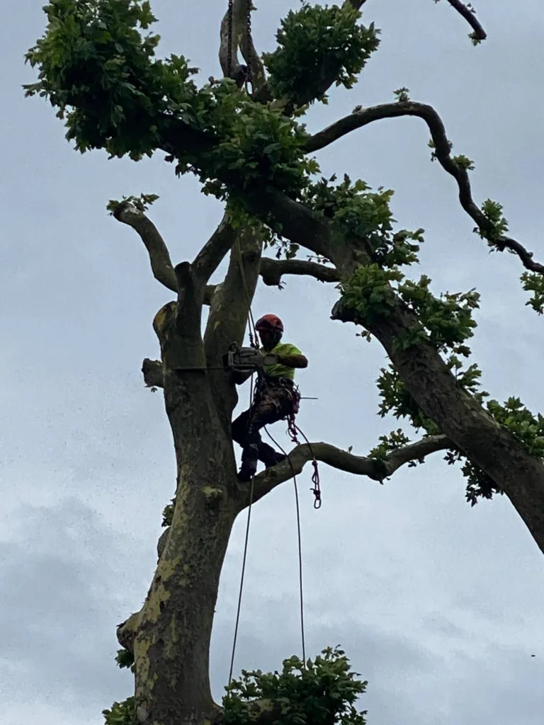 Abattage en démontage d'arbres dangereux à l'aide d'une grue proche de Fécamp 76