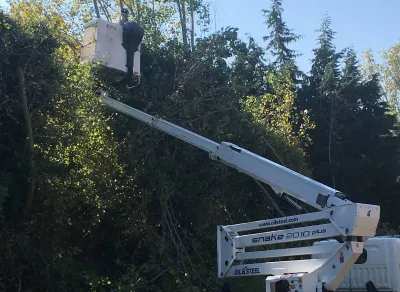 Taille d'arbres vers des lignes électriques à Avignon