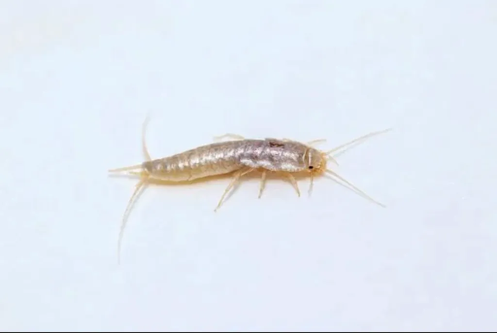 Nos prestations sur le secteur deà Tournefeuille et la Haute-Garonne