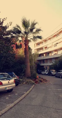 Taille de palmier à Nice